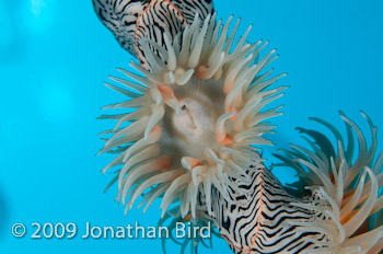 sea whip Anemone [--]