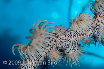 sea whip Anemone [--]