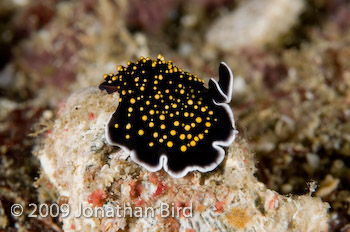  Flatworm [Thysanozoon nigropapillosum]