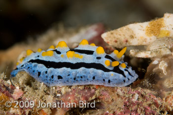  Nudibranch [Phyllidia varicosa]