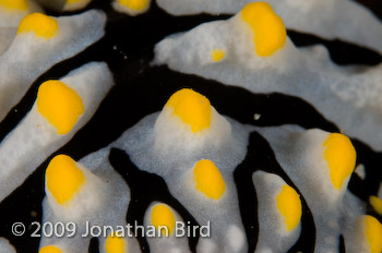  Nudibranch [Phyllidia varicosa]