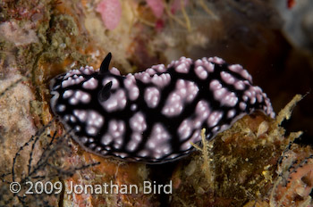  Nudibranch [--]