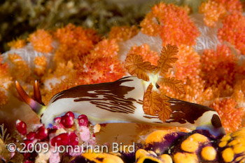  Nudibranch [Nembrotha rutilans]