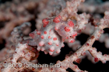 Pygmy Seahorse [Hippocampus bargibanti]