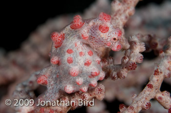 Pygmy Seahorse [Hippocampus bargibanti]