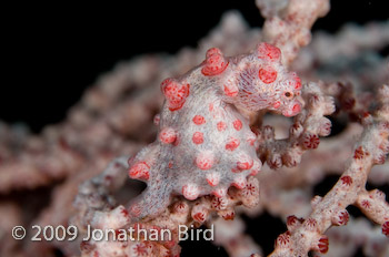 Pygmy Seahorse [Hippocampus bargibanti]