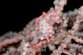 Pygmy Seahorse [Hippocampus bargibanti]