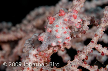 Pygmy Seahorse [Hippocampus bargibanti]