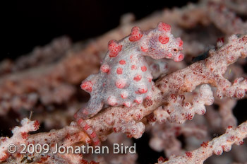 Pygmy Seahorse [Hippocampus bargibanti]