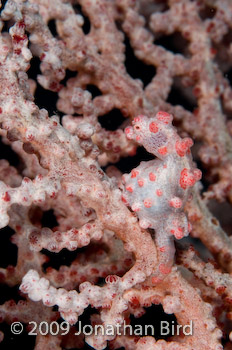 Pygmy Seahorse [Hippocampus bargibanti]