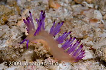  Nudibranch [Flabellina rubrolineata]