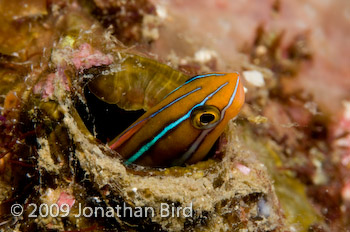 Bluestriped Fang Blenny [Plagiotremus rhinorhynchos]