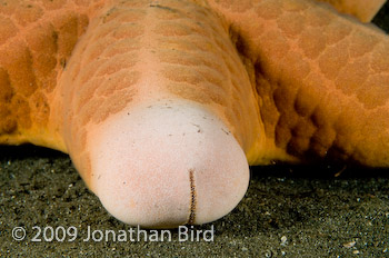 Choriaster Sea star [Choriaster granulatus]