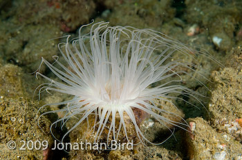 Burrowing Anemone [--]