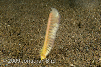  Sea pen [--]