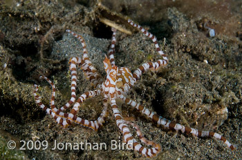 Wonderpus Octopus [Wunderpus photogenicus]