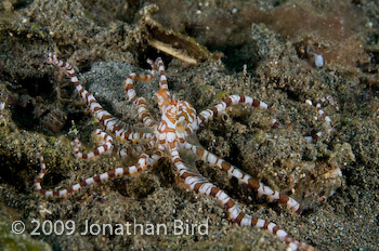 Wonderpus Octopus [Wunderpus photogenicus]