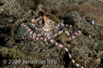 Wonderpus Octopus [Wunderpus photogenicus]