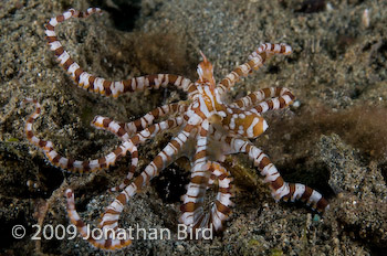 Wonderpus Octopus [Wunderpus photogenicus]