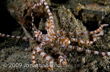 Wonderpus Octopus [Wunderpus photogenicus]