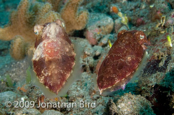 Papuan Cuttlefish [Sepia papuensis]