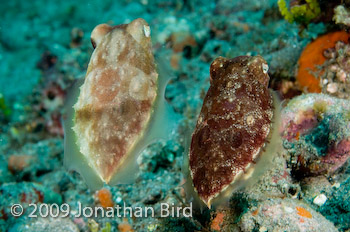 Papuan Cuttlefish [Sepia papuensis]