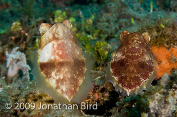 Papuan Cuttlefish [Sepia papuensis]