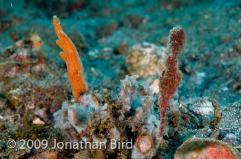 Rough-snout Ghost Pipefish [Solenostomus paegnius]