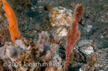 Rough-snout Ghost Pipefish [Solenostomus paegnius]