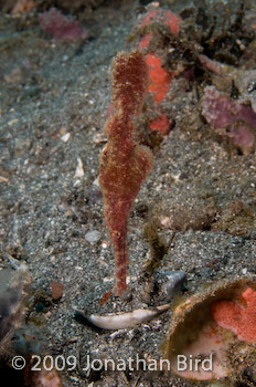 Rough-snout Ghost Pipefish [Solenostomus paegnius]