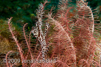 Ornate Ghost Pipefish [Solenostomus paradoxus]