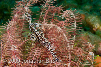 Ornate Ghost Pipefish [Solenostomus paradoxus]