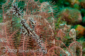 Ornate Ghost Pipefish [Solenostomus paradoxus]