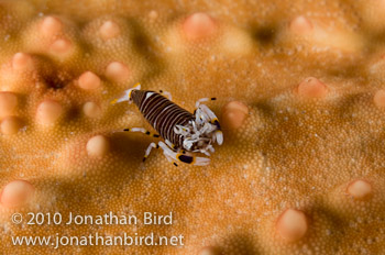 Bumblebee Shrimp [Gnathophyllum americanum]