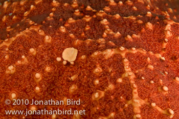 Caribbean Cushion Sea star [Oreaster reticulatus]