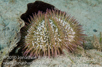 Variegated Urchin [Lytechinus variegatus]