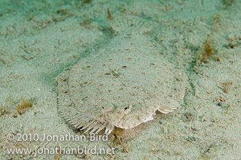 Maculated Flounder [Bothus maculiferus]