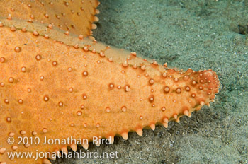 Caribbean Cushion Sea star [Oreaster reticulatus]