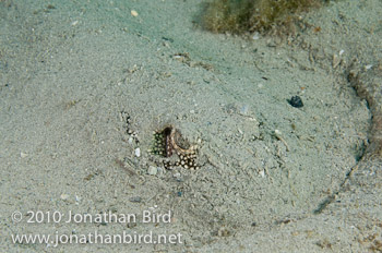 Yellow Stingray [Urophus jamaicensis]