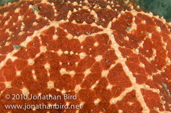 Caribbean Cushion Sea star [Oreaster reticulatus]