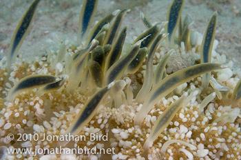 Cassiopea Jellyfish [Cassiopea frondosa]