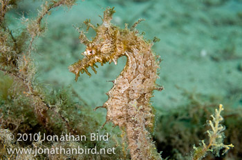 Lined Seahorse [Hippocampus erectus]