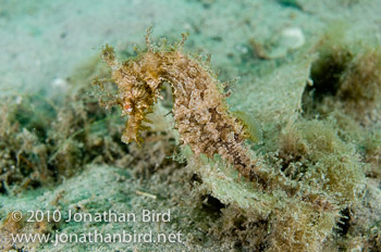 Lined Seahorse [Hippocampus erectus]