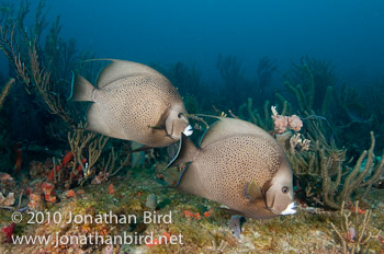 Gray Angelfish [Pomocanthus arcuatus]