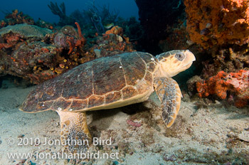 Loggerhead Sea turtle [Caretta caretta]