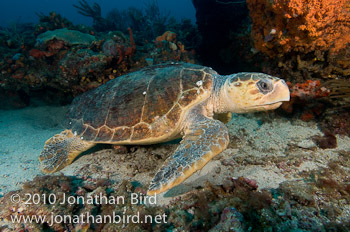 Loggerhead Sea turtle [Caretta caretta]