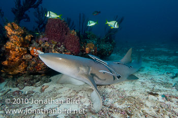 Nurse Shark [Ginglymostoma cirratum]