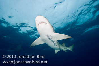 Lemon Shark [Negaprion brevirostris]