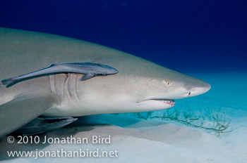 Lemon Shark [Negaprion brevirostris]