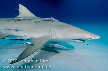 Lemon Shark [Negaprion brevirostris]